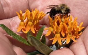 Issue 3, March 2022, Protect the Pollinators, Campaign, CoreShark H2O