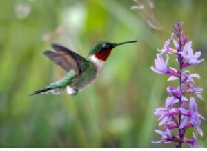 Issue 8, June 2023, Hummingbirds, Jewels in Flight, CoreShark H2O, ecosystem